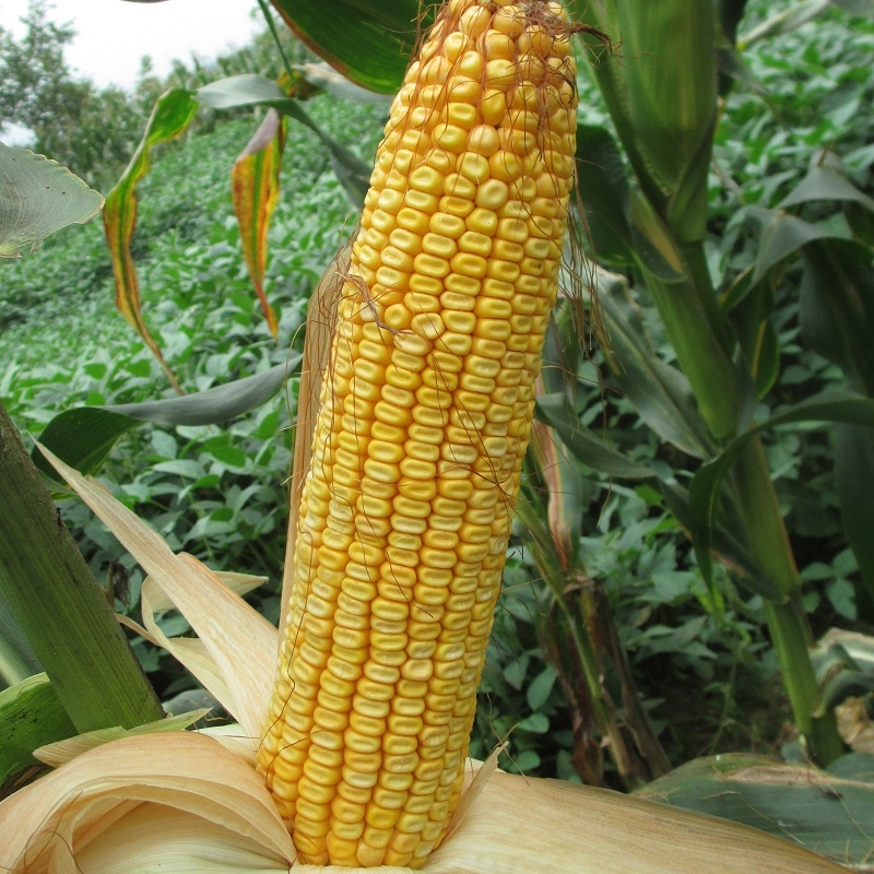 玉米營養方案