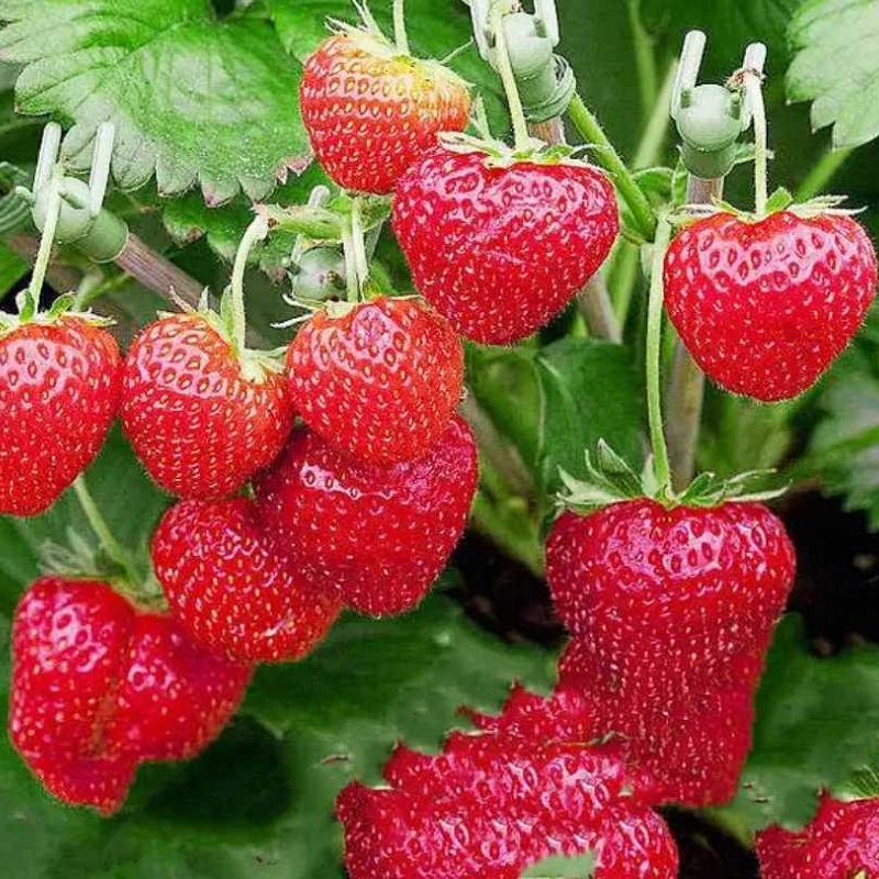 草莓營養方案